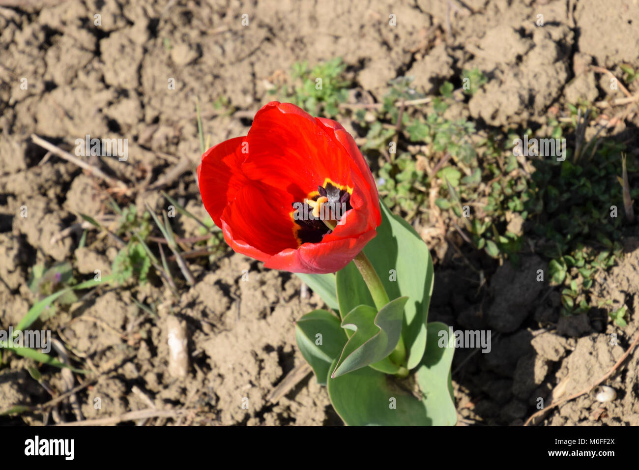Red tulips bloom in the flowerbed. Flowering of tulips Stock Photo - Alamy