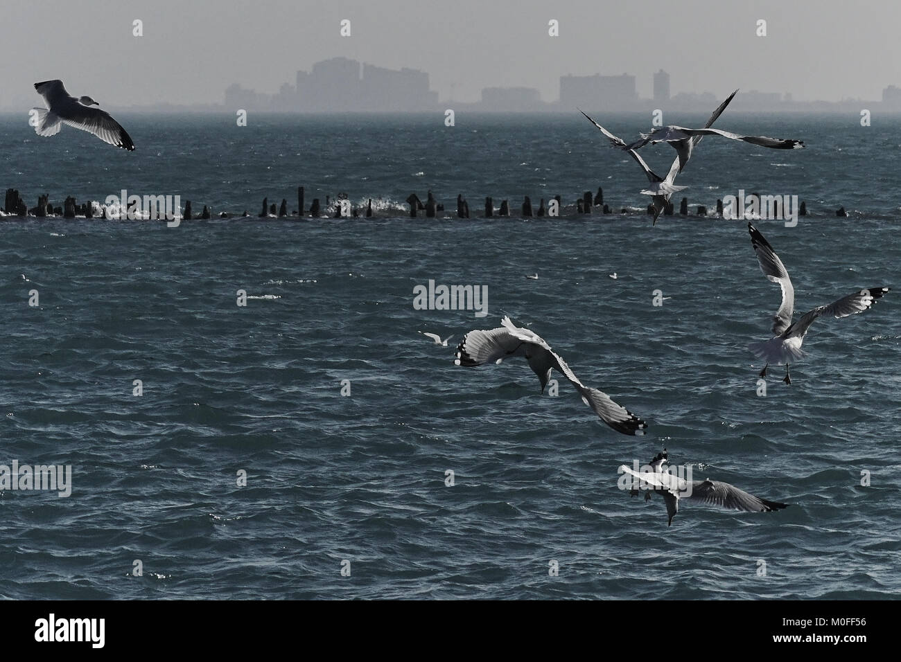 Small group of gulls hovering over stormy Lake Michigan with city silhouetted in background Stock Photo