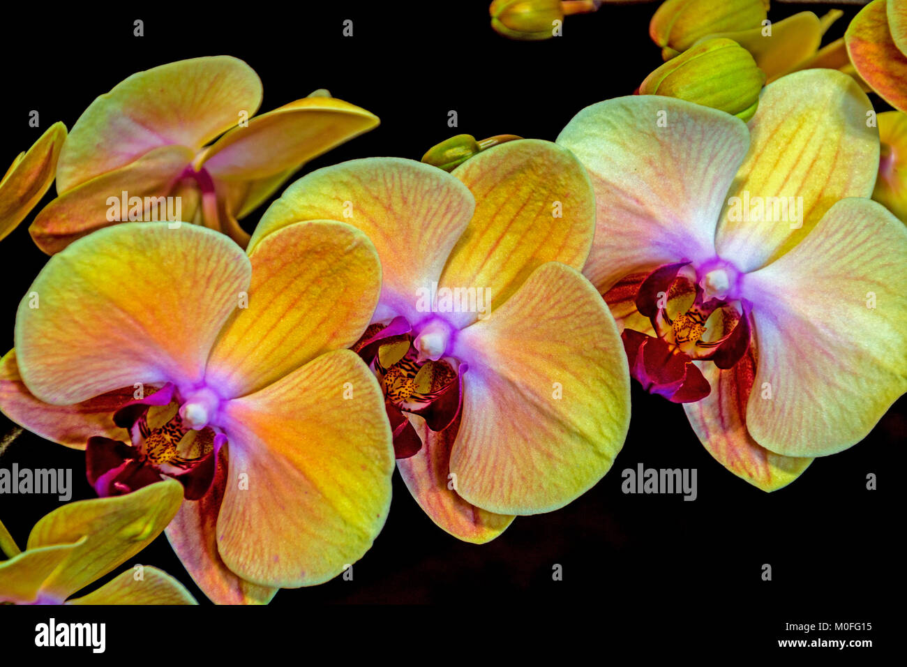 Close up of pattern and texture of flowering yellow phalaenopsis orchid