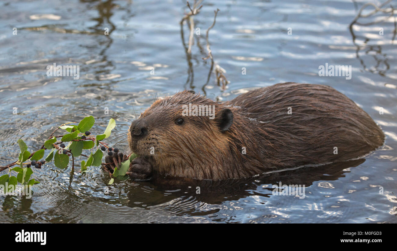 Beaver (Castor canadensis) feeding on Saskatoon berries and leaves (Amelanchier alnifolia) Stock Photo