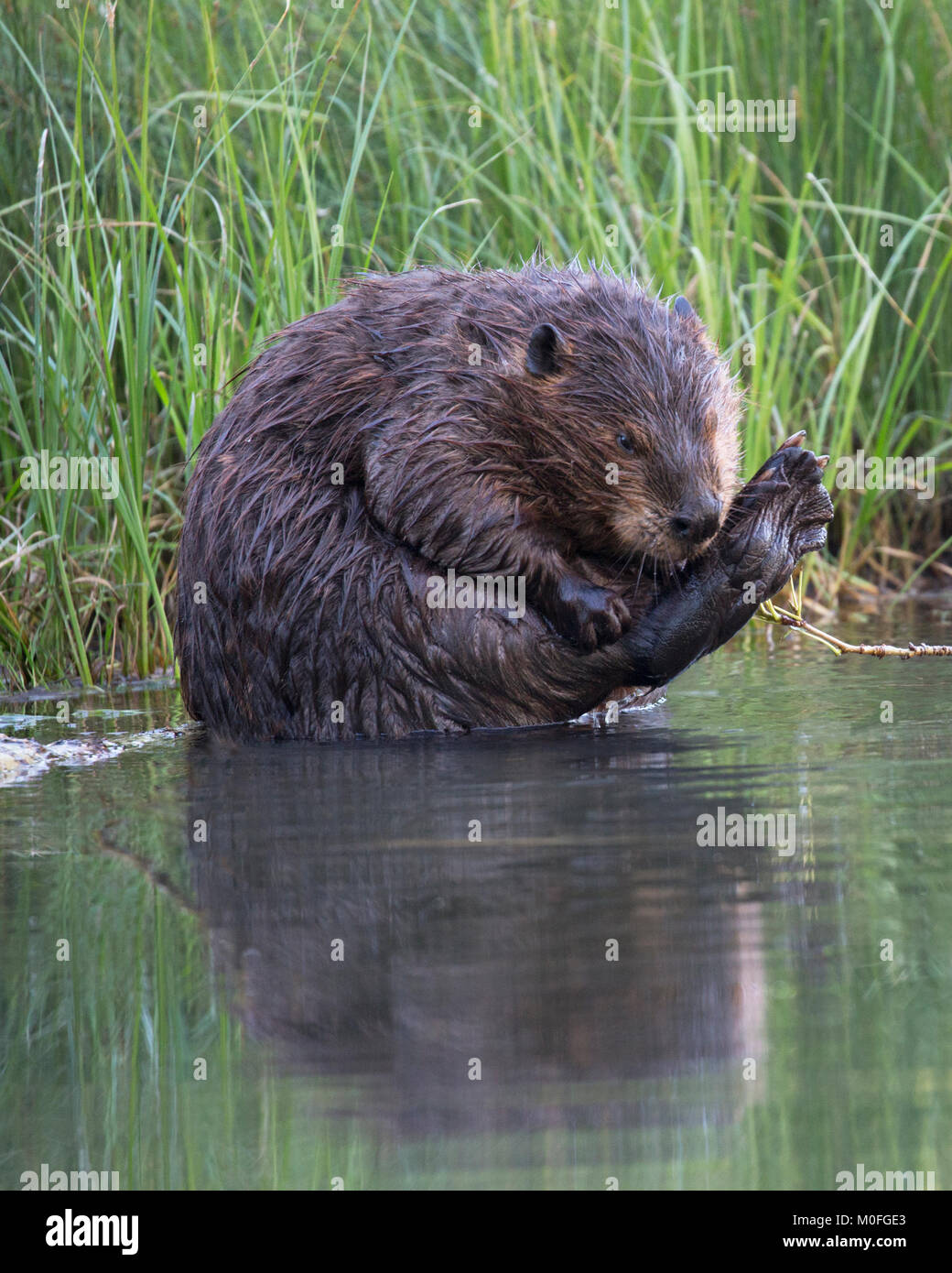 Female beaver (Castor canadensis) grooming her foot at water's edge in a pond, Canada Stock Photo