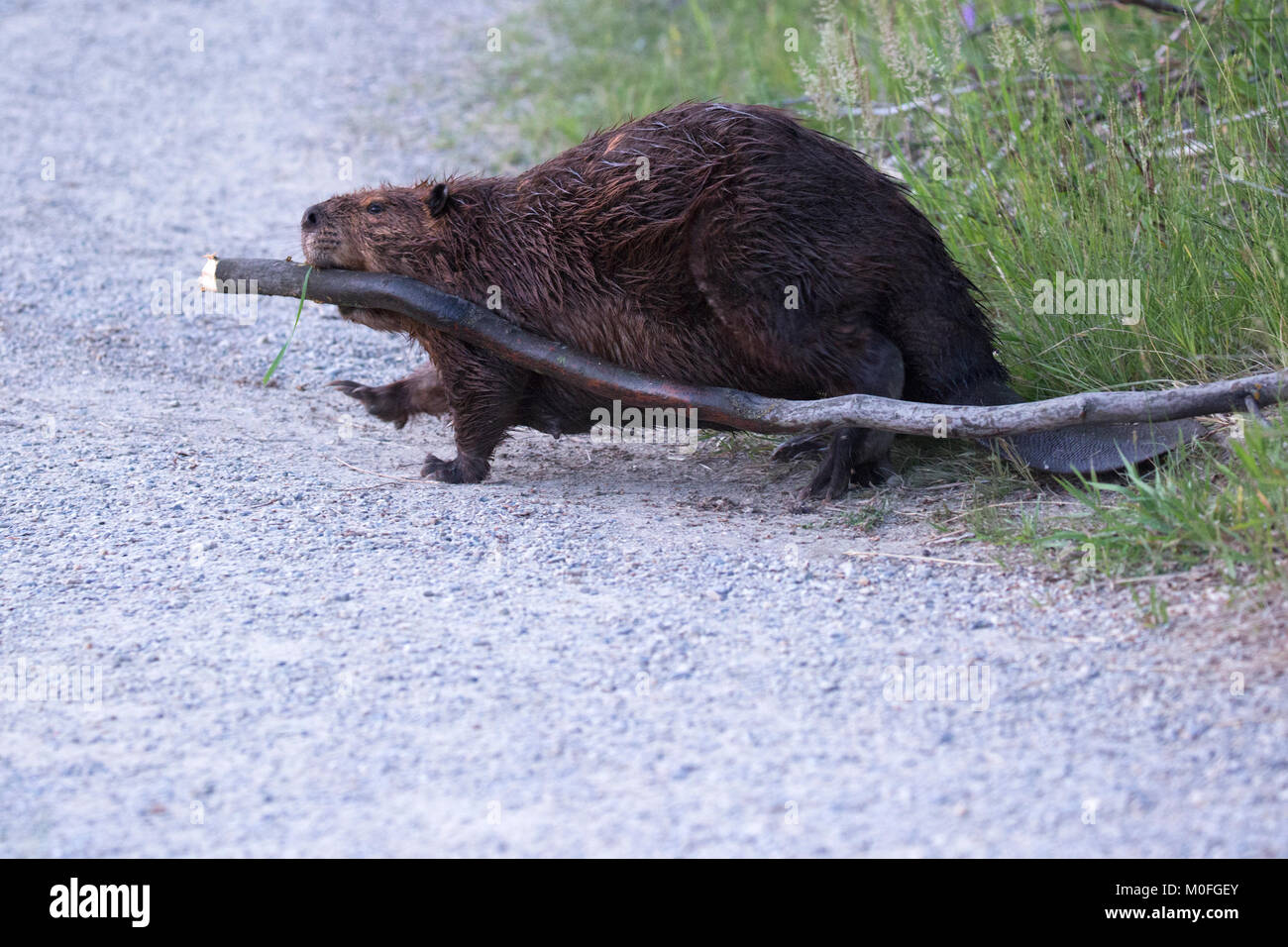 Beaver (Castor canadensis) adult carrying a Saskatoon berry tree (Amelanchier alnifolia) across a nature trail in a city natural area Stock Photo