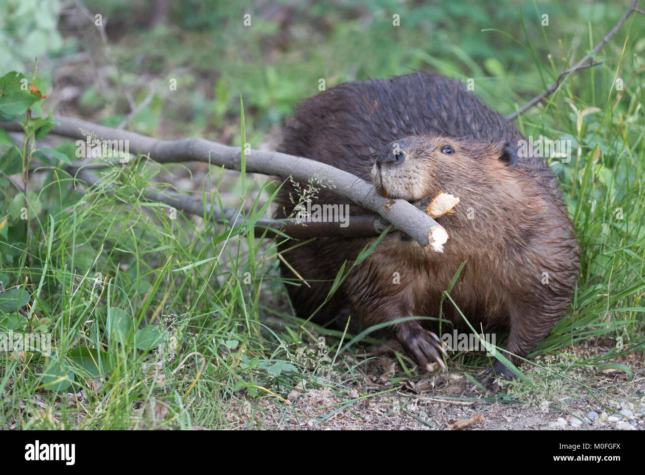 Beaver (Castor canadensis) carrying two Saskatoon berry trees (Amelanchier alnifolia) through forest back to the lodge after cutting them down, Canada Stock Photo