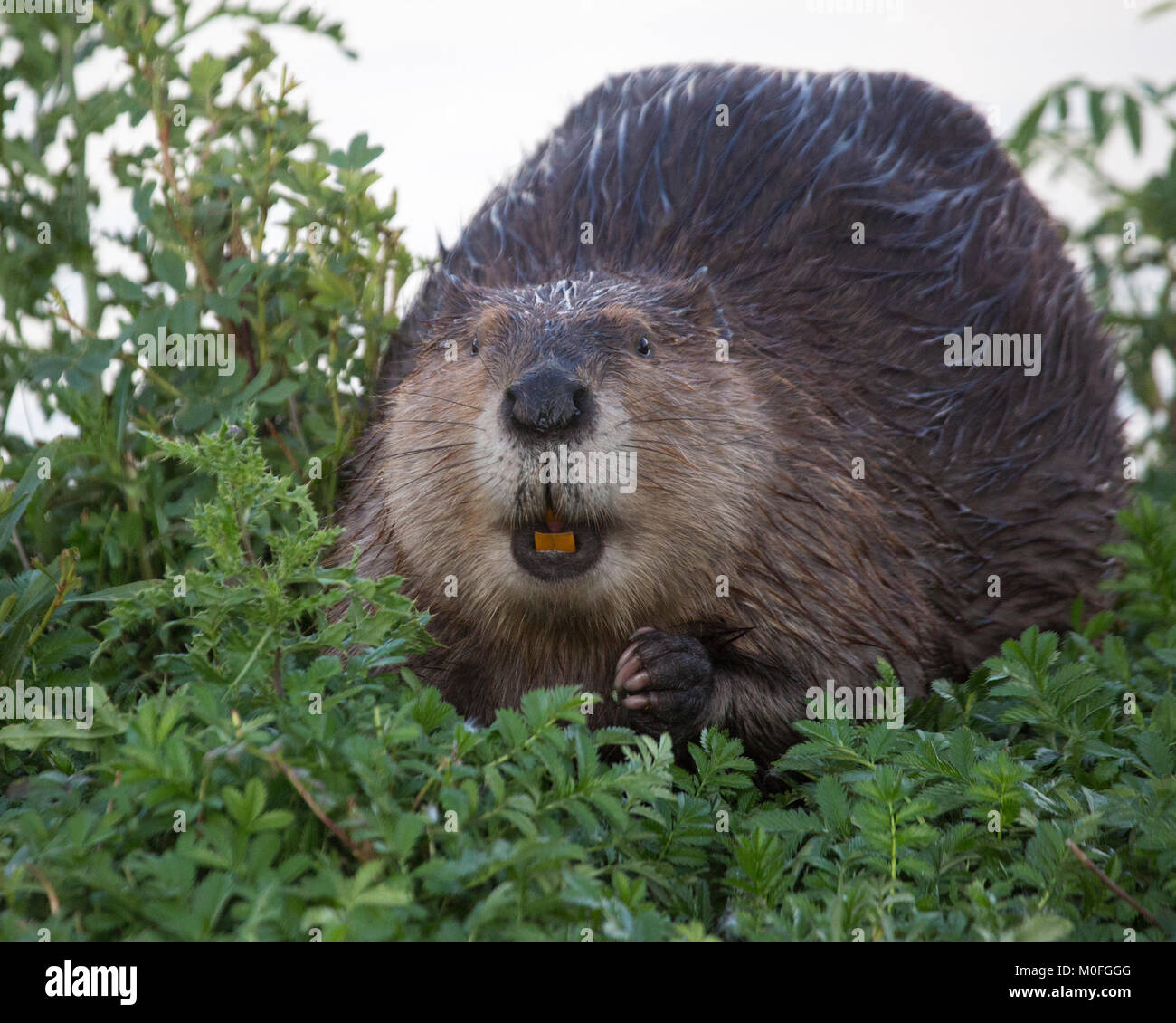 Beaver (Castor canadensis) feeding on herbaceous vegetation Stock Photo -  Alamy