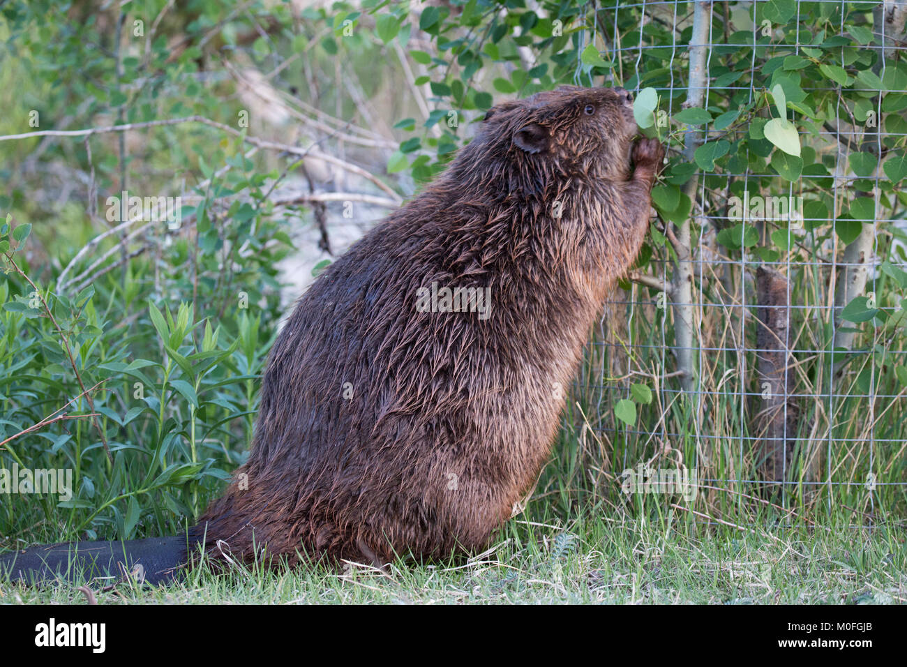 Beaver eating Trembling Aspen leaves, standing on hind legs to reach foliage from trees wrapped in beaver wire. Castor canadensis, Populus tremuloides Stock Photo