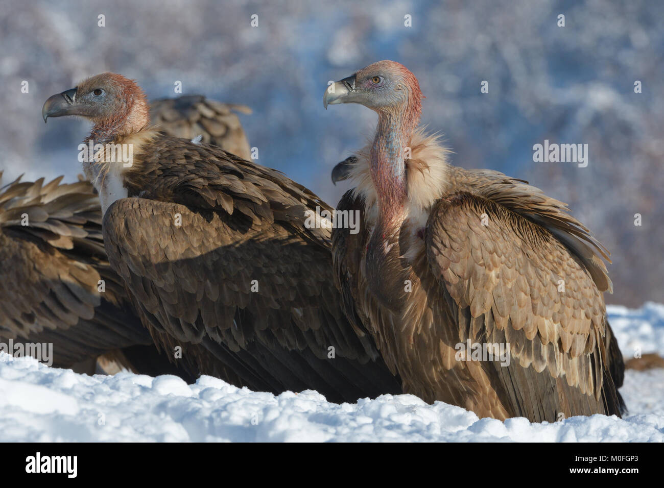 Griffon Vultures (Gyps Fulvus) in Winter Landscape, into the Mountains Stock Photo