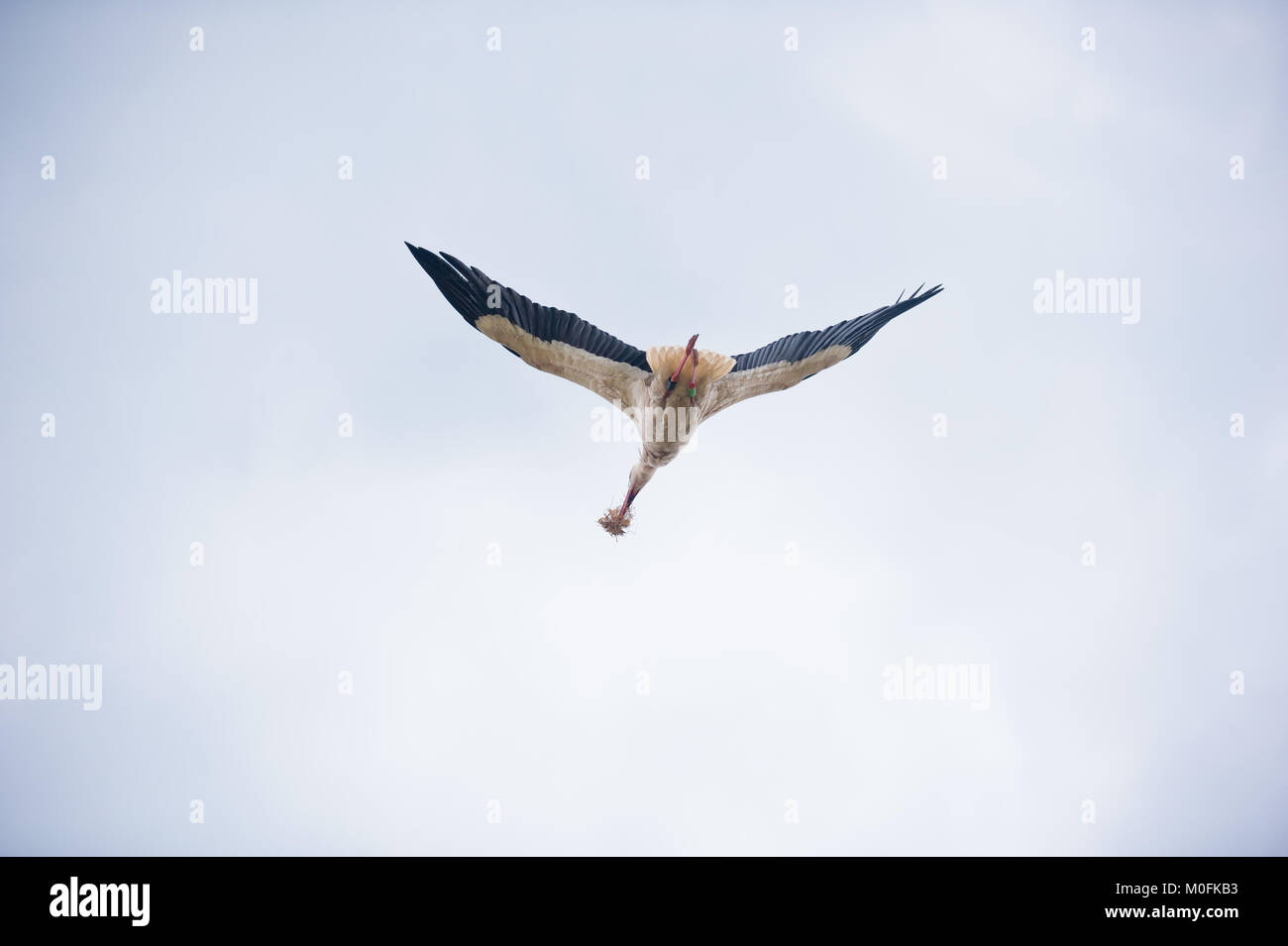 Side/back view of a stork flying with an object in its mouth against a ...