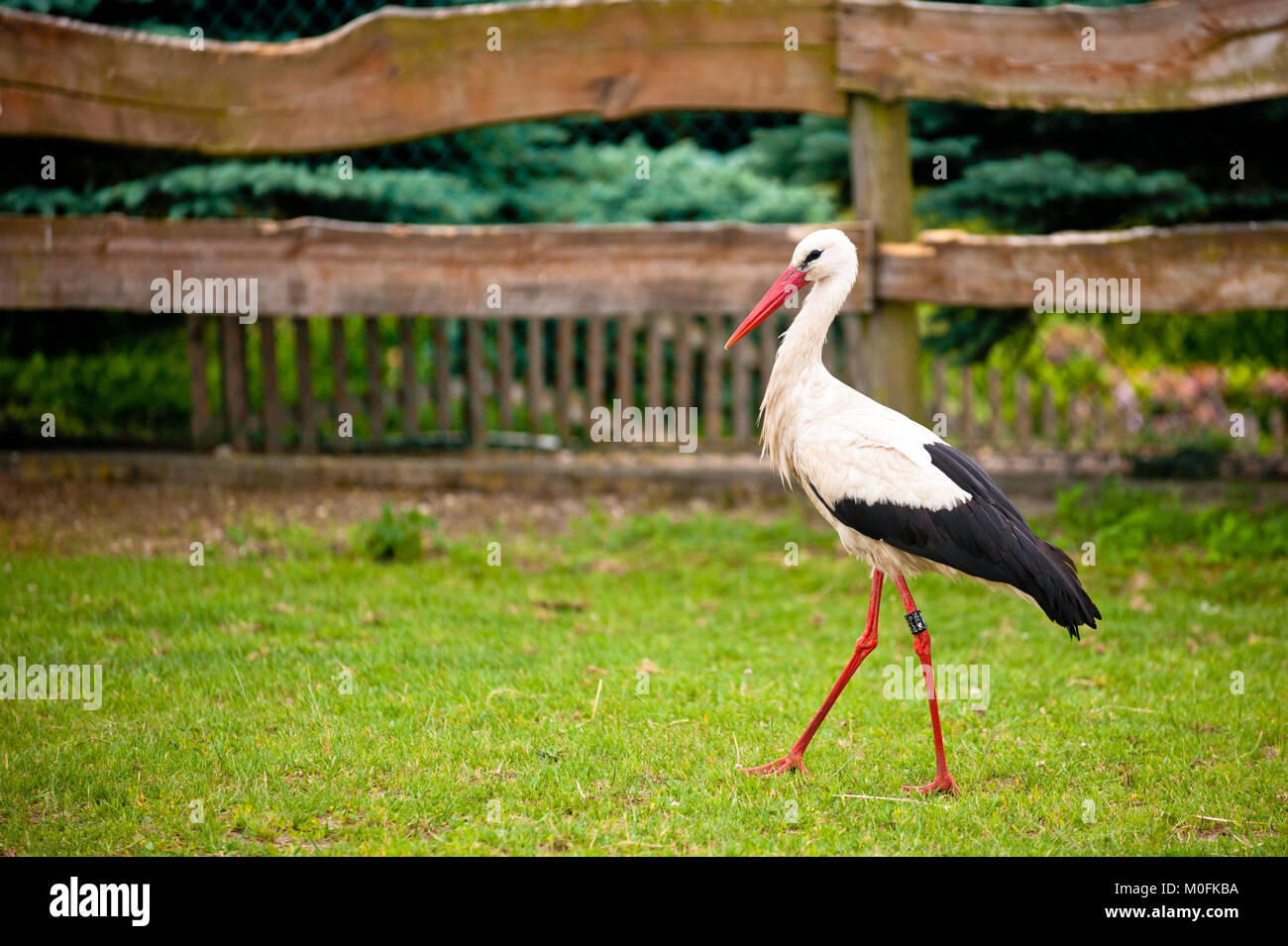 White stork in profile walking across a grassy area with a wooden fence and greenery in the background. Stock Photo