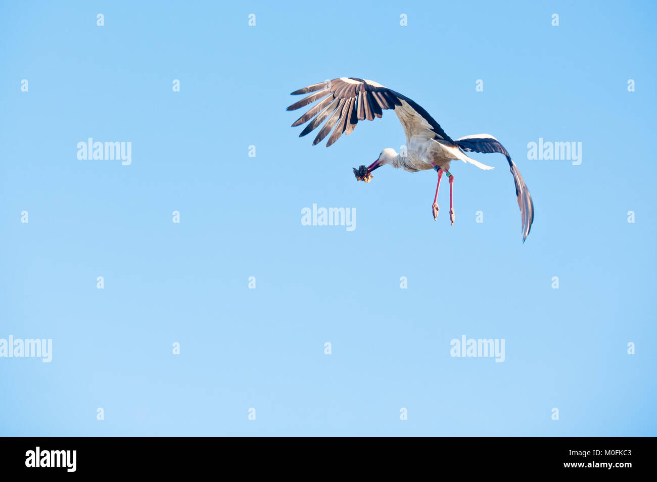 Side/back view of a stork flying with an object in its mouth against a ...