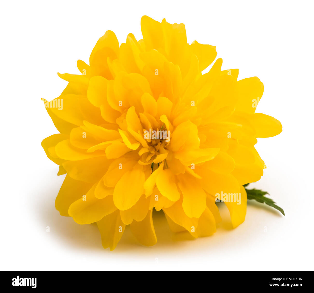 Kerria (Kerria japonica) flower isolated on white background Stock Photo