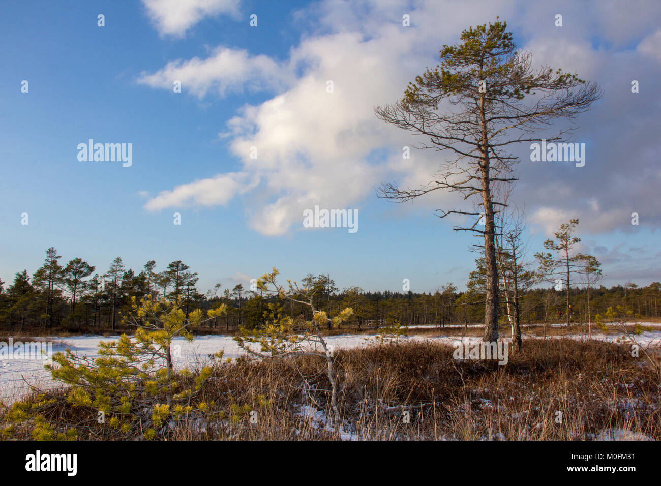 Kemeri national park Latvia in winter. Snowy winter day at swamp. Small swamp trees.Travel concept. Stock Photo