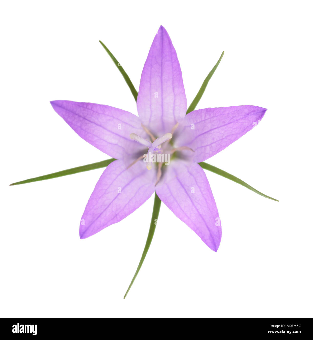 Wild rampion bellflower Flower (Campanula rapunculus) isolated on white Stock Photo