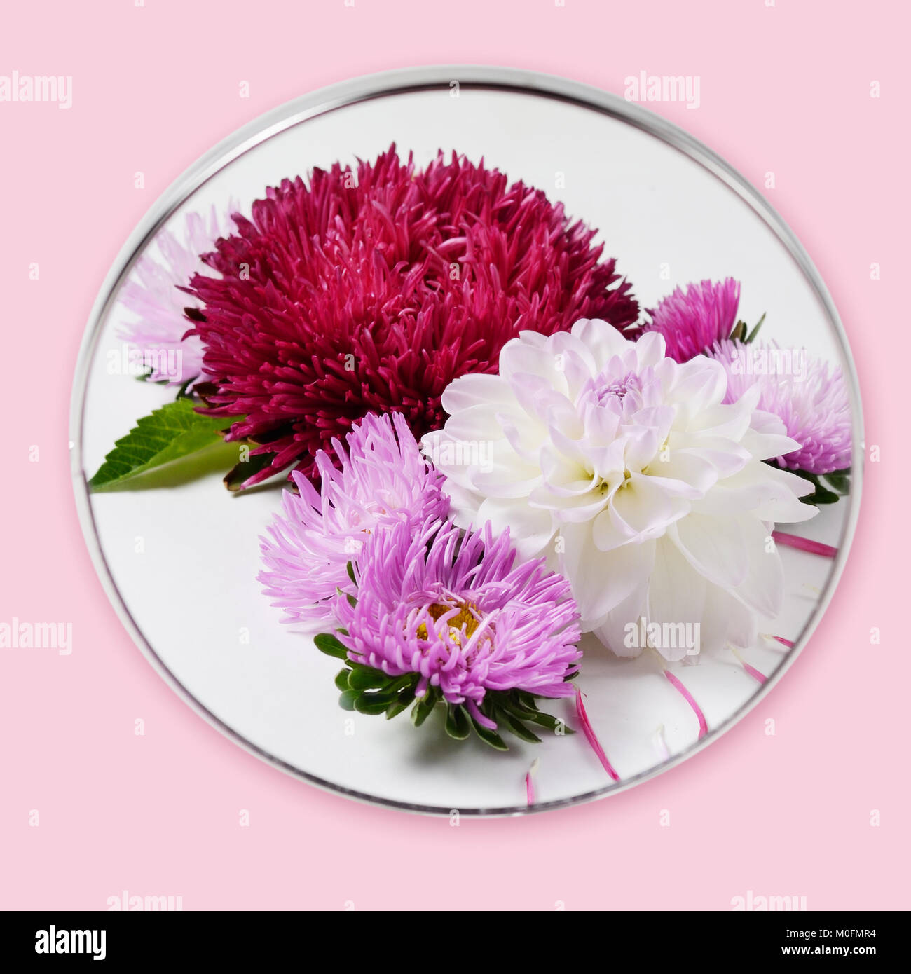 Creative autumn flowers background. Dahlias and chrysanthemums reflected in a round mirror. Stock Photo