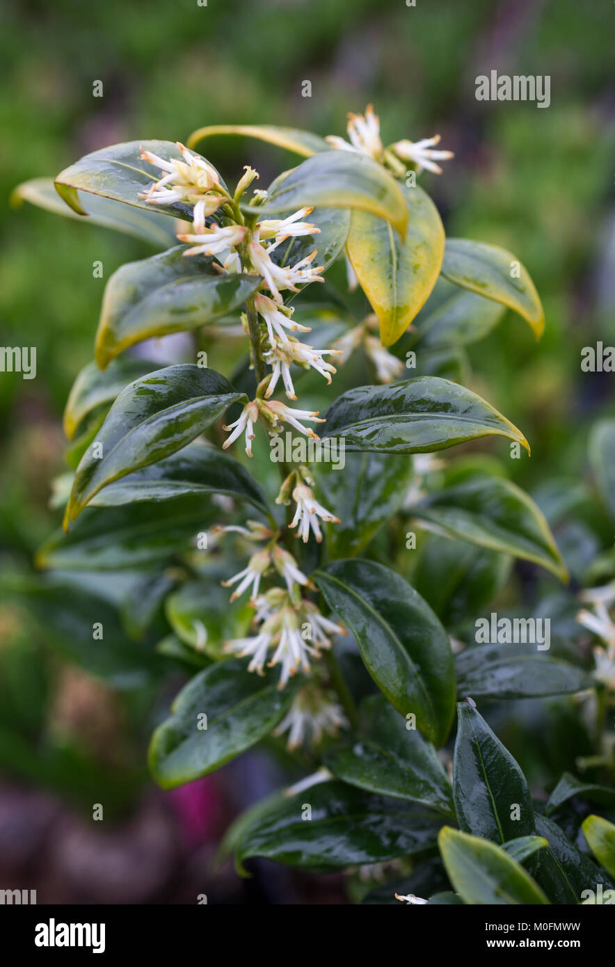 Sarcococca confusa sweet box hi-res stock photography and images - Alamy