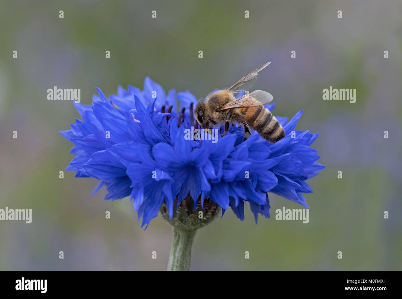 Honeybee-Apis mellifera nectaring on Cornflower-Centaurea cyanus. Stock Photo