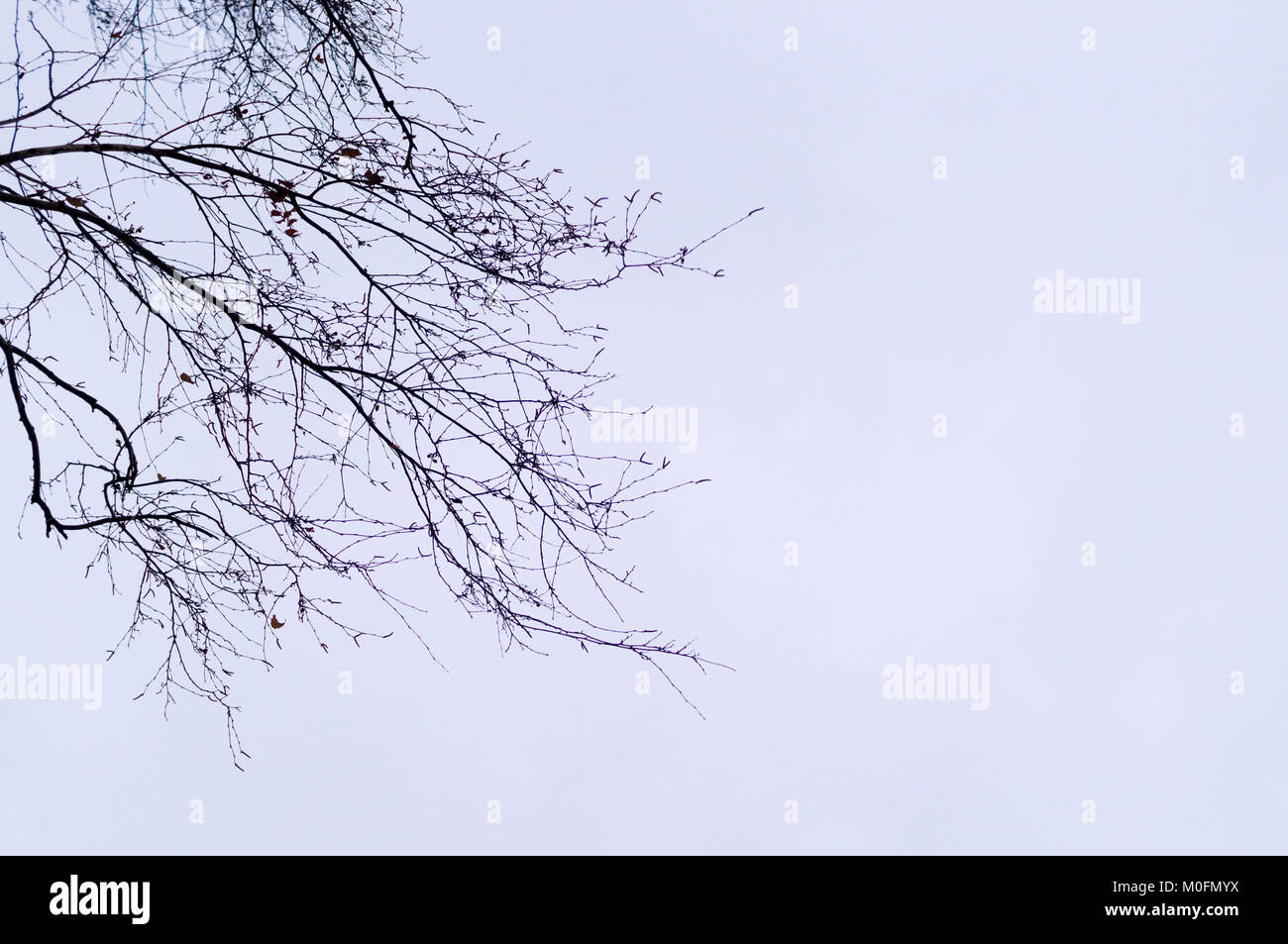 dry branches on clear sky background Stock Photo - Alamy