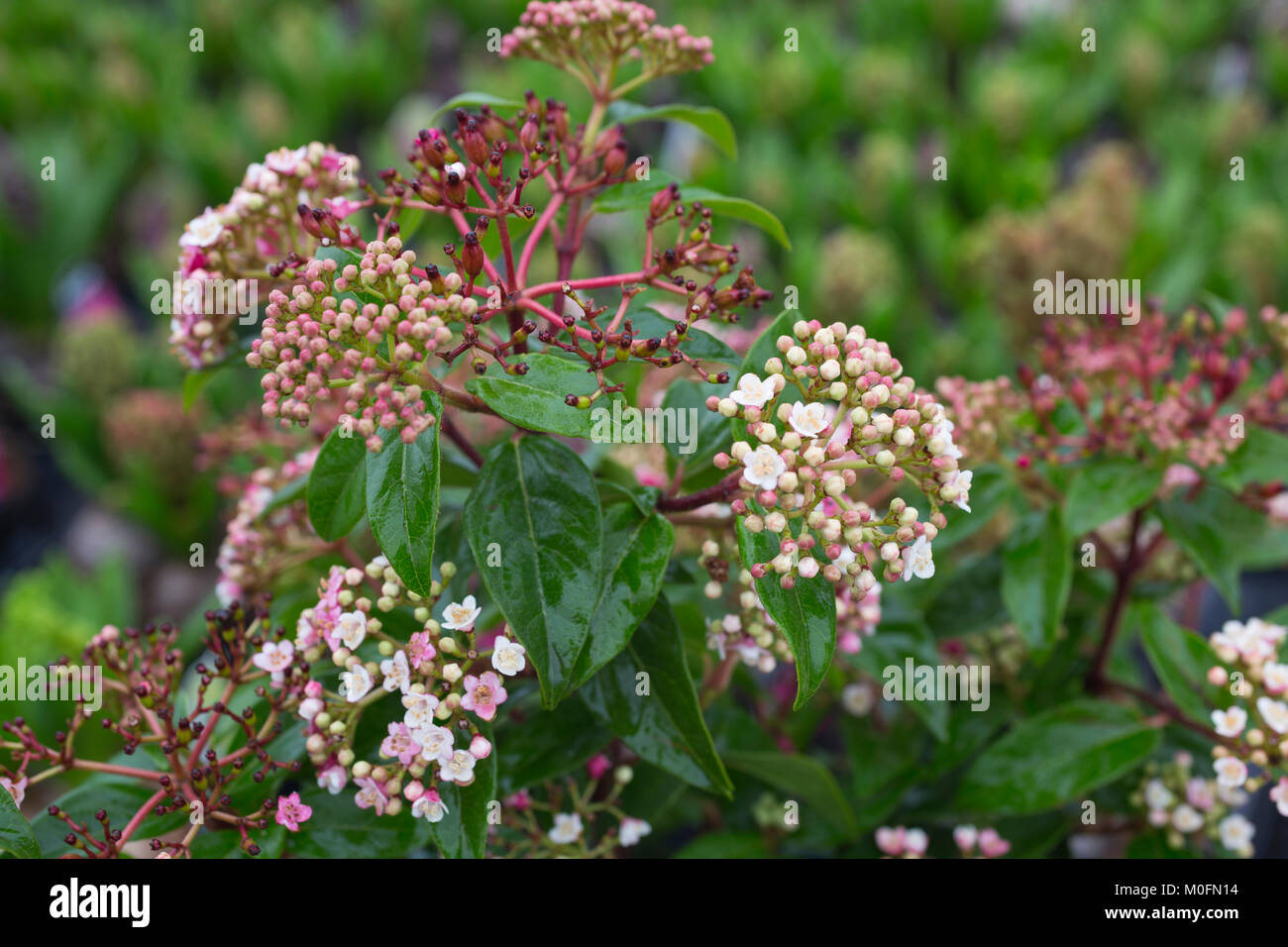 Viburnum Tinus 7 5 Ltr Perfect For Plants