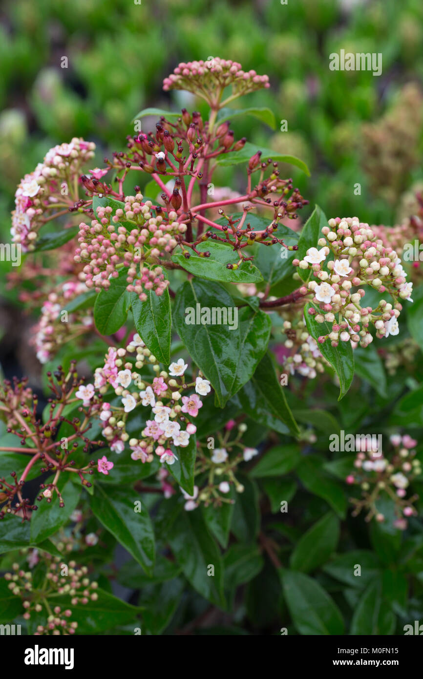 Preston Bissett Nurseries And Country Shop Shrubs And