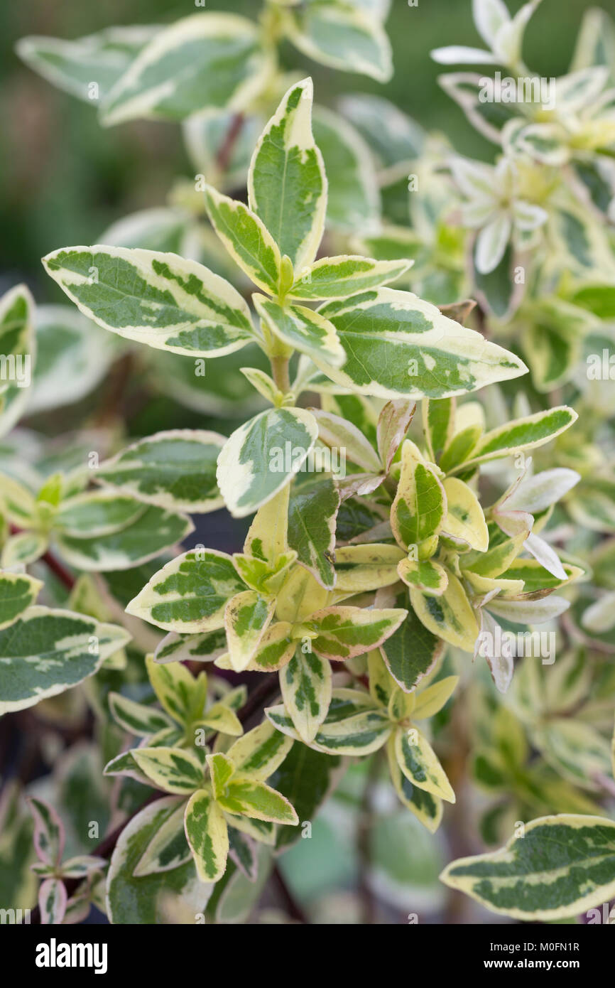 Abelia x grandiflora 'Sparkling Silver' Stock Photo