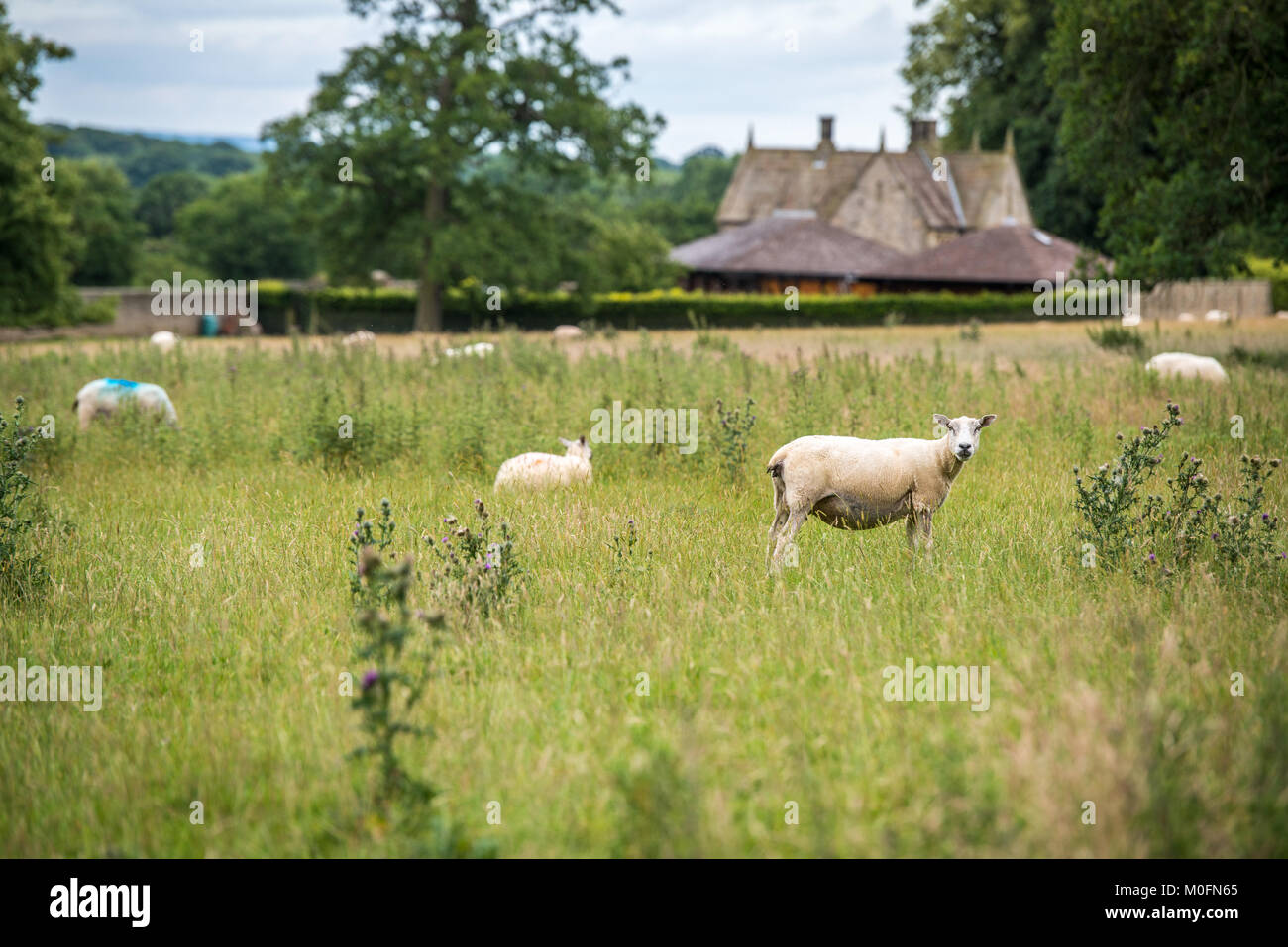 flock of sheep roam in grassy field at Kiplin Hall,  Scorton, Richmond, North Yorkshire Stock Photo