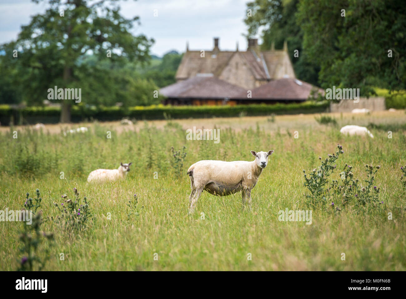 flock of sheep roam in grassy field at Kiplin Hall, Scorton, Richmond, North Yorkshire Stock Photo