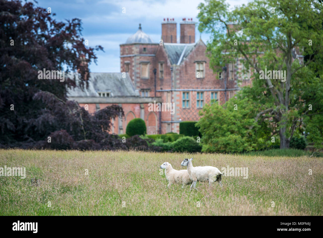 Sheep roam in grassy field in front of historic Kiplin Hall, Scorton, Richmond, North Yorkshire Stock Photo