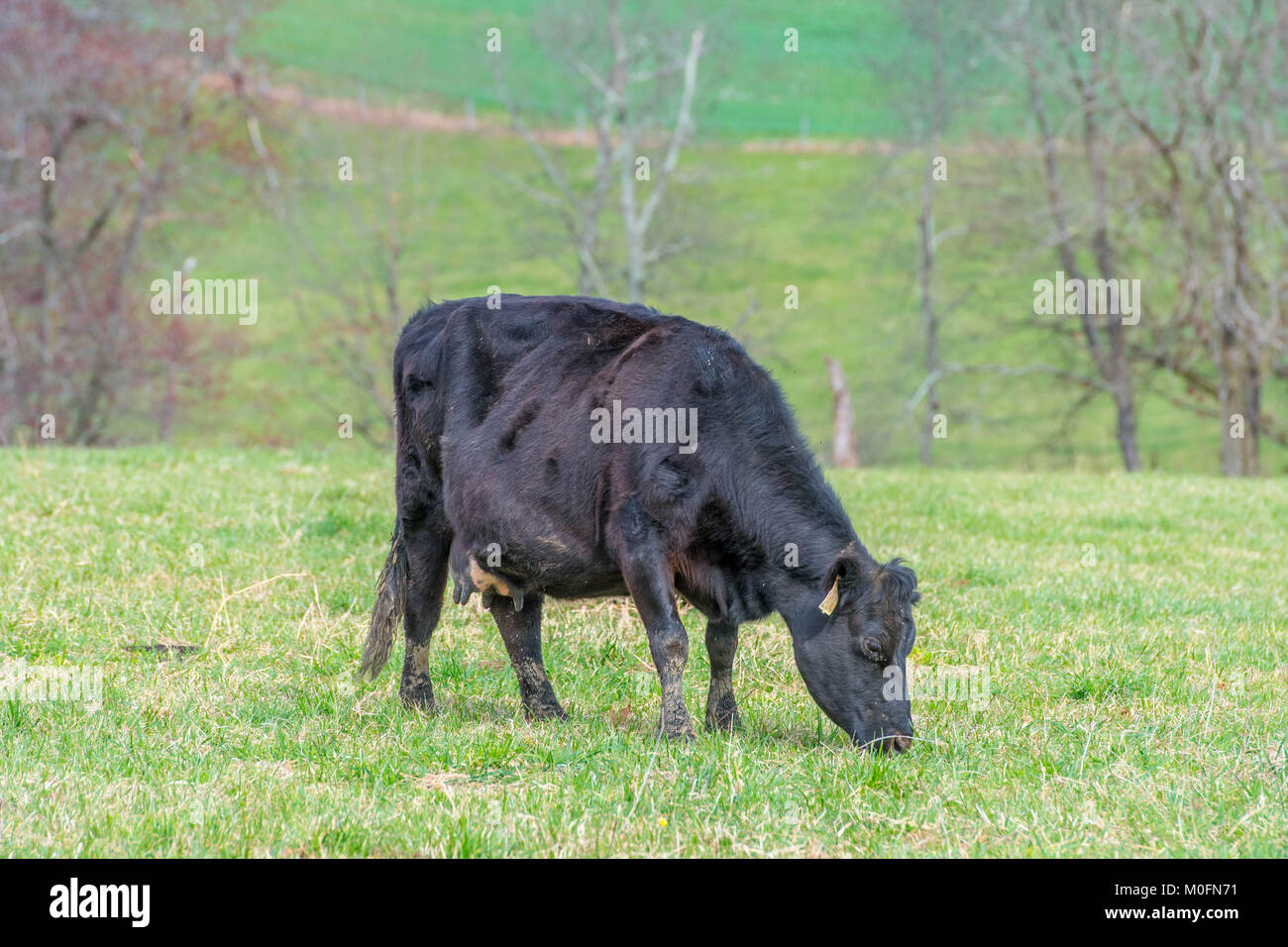 Dairy cow grazes in field Stock Photo - Alamy