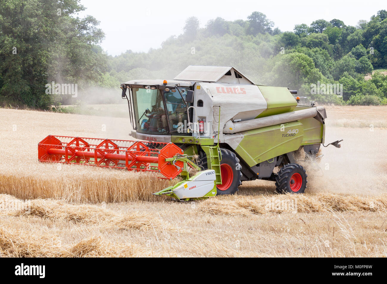 Two farmers harvesting wheat, Triticum aestivu,,  in a Class Tucano 440 combine harvester with V600 cutter head and rotary thresher Stock Photo