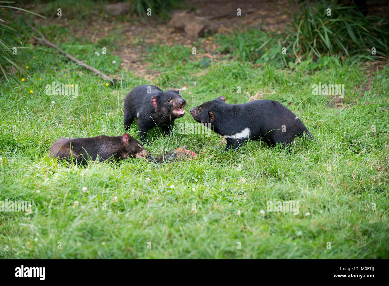 Tasmanian devils: fierce predators with the strongest bite per