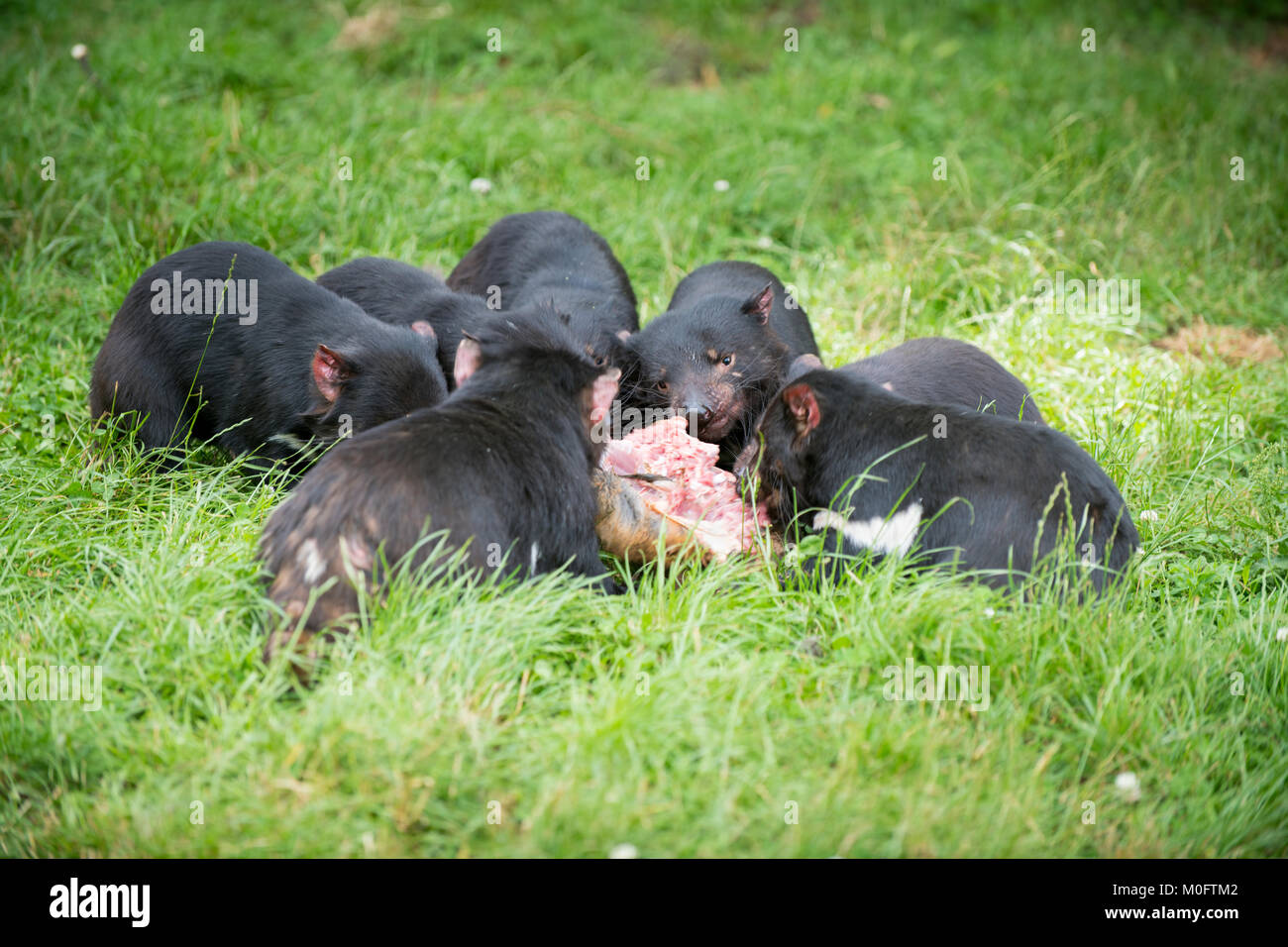 Tasmanian devils in Northwest Tasmania. Eating is a social event for