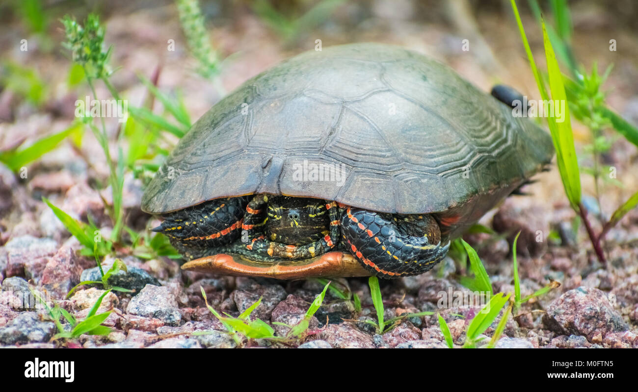 painted turtle hiding in shell Stock Photo - Alamy