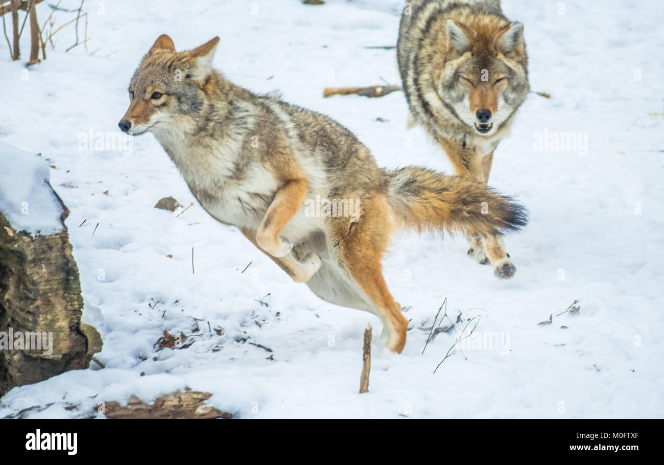 coyotes playing and chasing each other Stock Photo