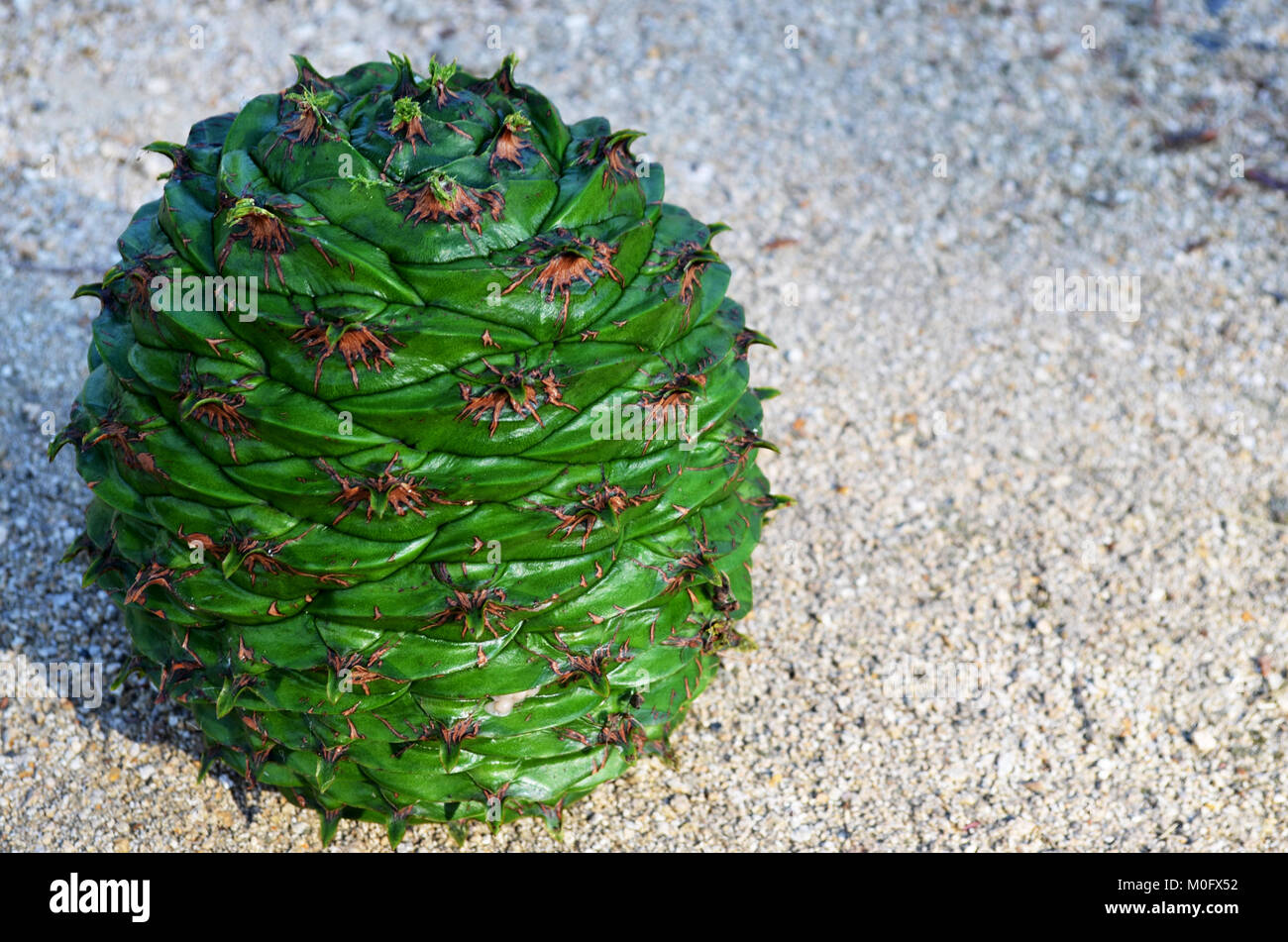 Pine cone from Bunya pine tree Stock Photo