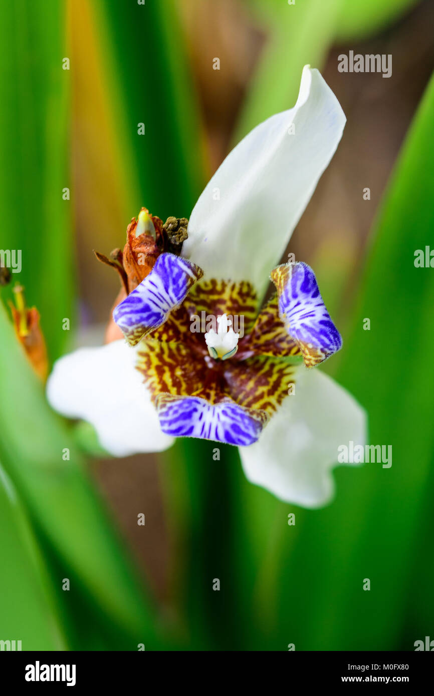 Close-up Neomarica northiana flower on soft background blur. Stock Photo