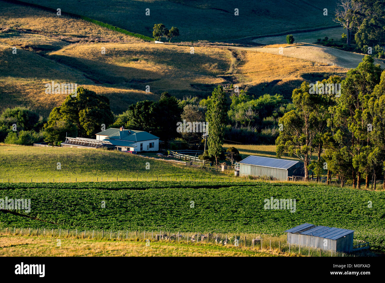 Farming in Tasmania, Australia Stock Photo Alamy