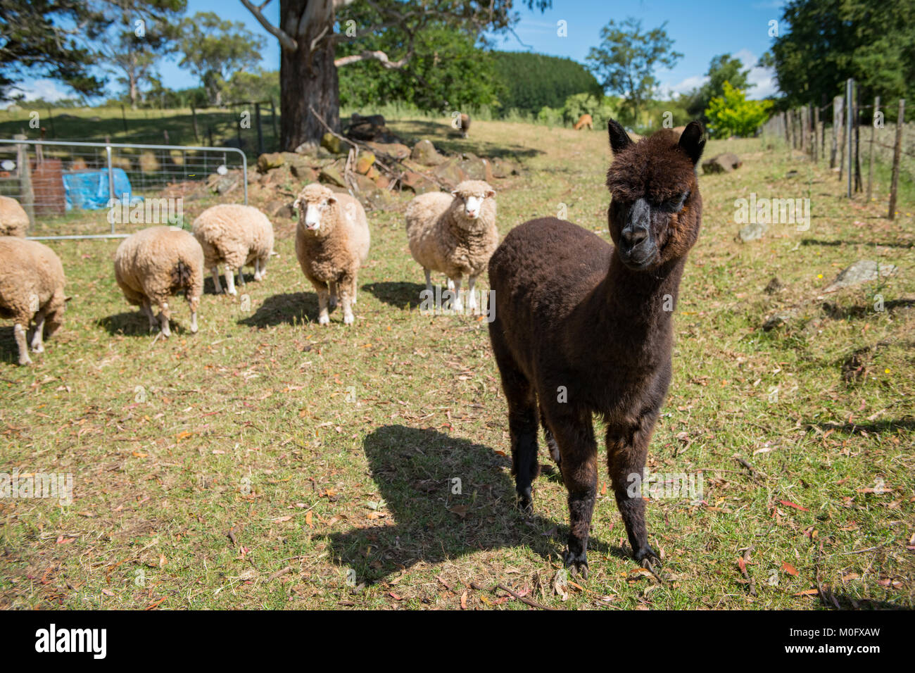 Alpaca and sheep live on a farm in Tasmania, Australia Stock Photo