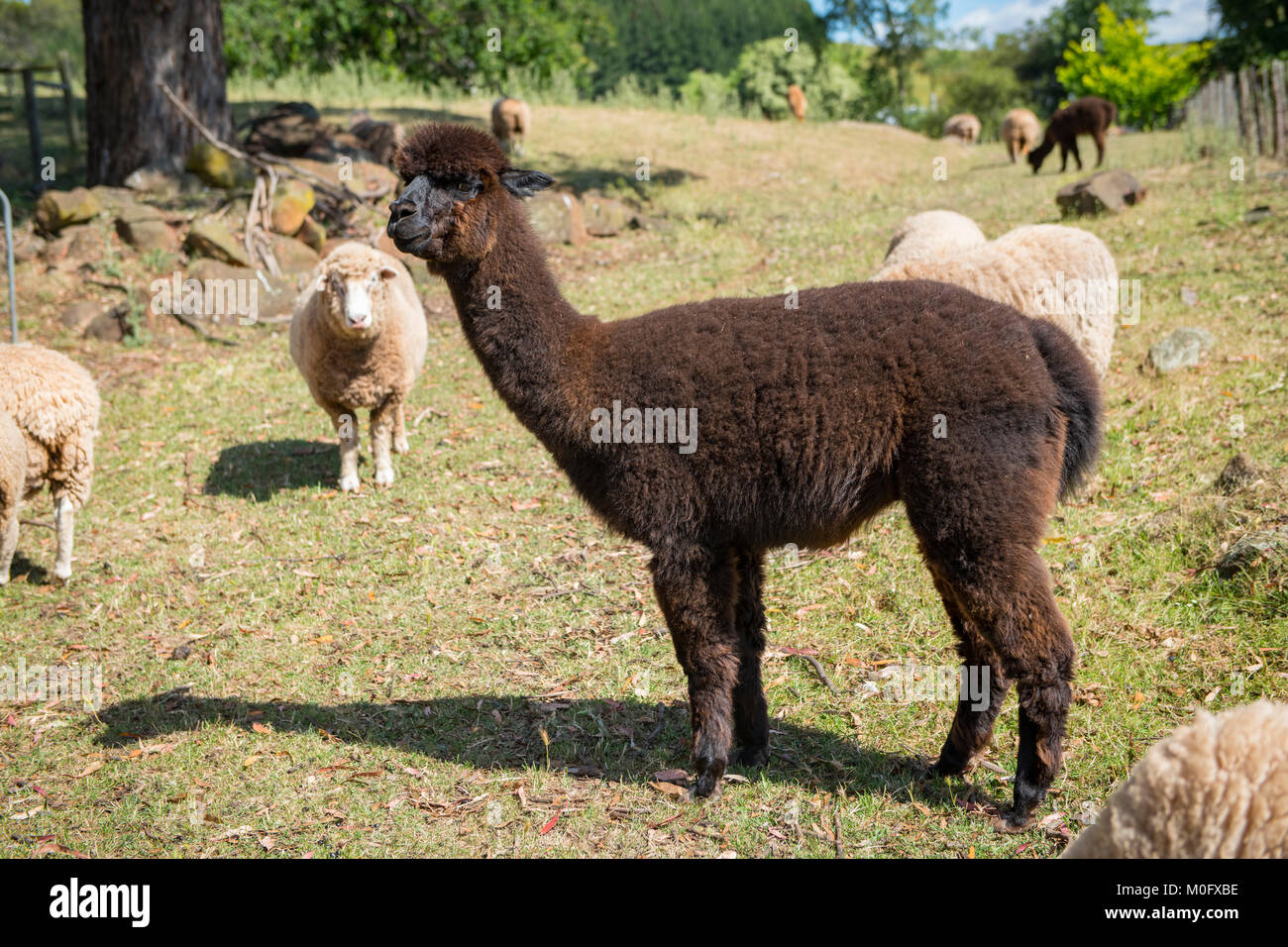 Alpaca sweater hi-res stock photography and images - Page 2 - Alamy