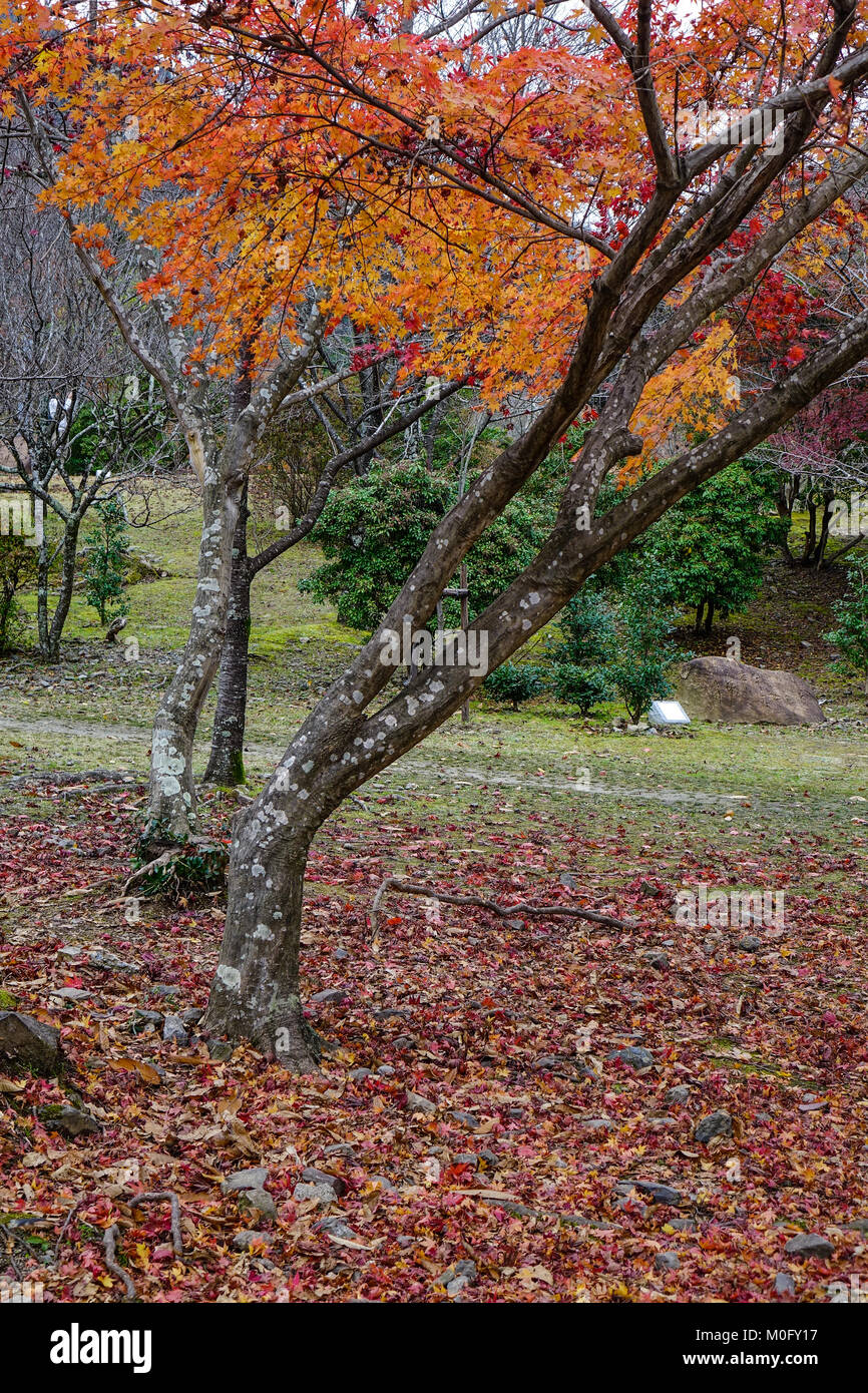 Autumn trees at the park in Arashiyama, Kyoto, Japan Stock Photo - Alamy
