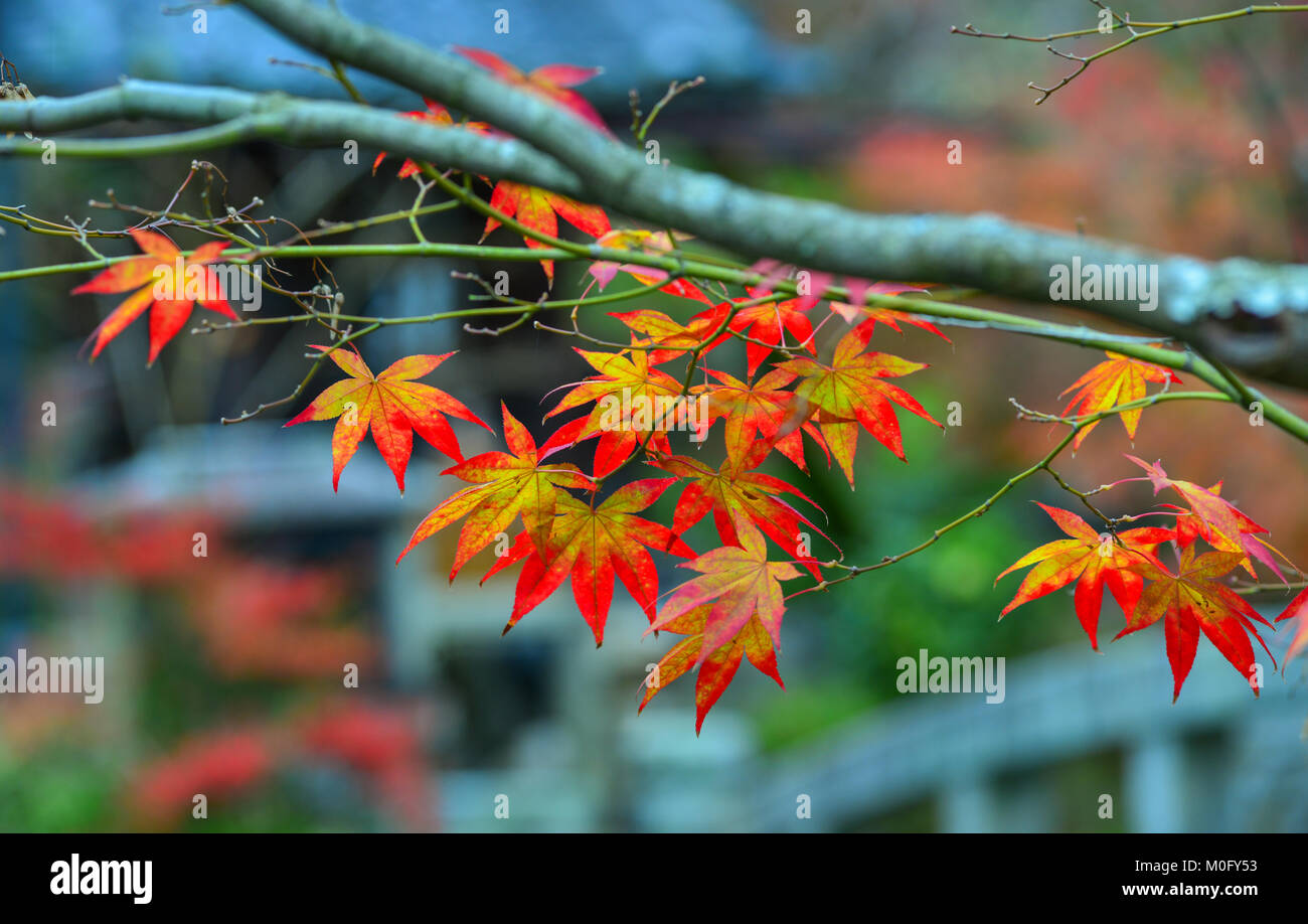 Maple leaves on tree in autumn forest. Nature background Stock Photo ...