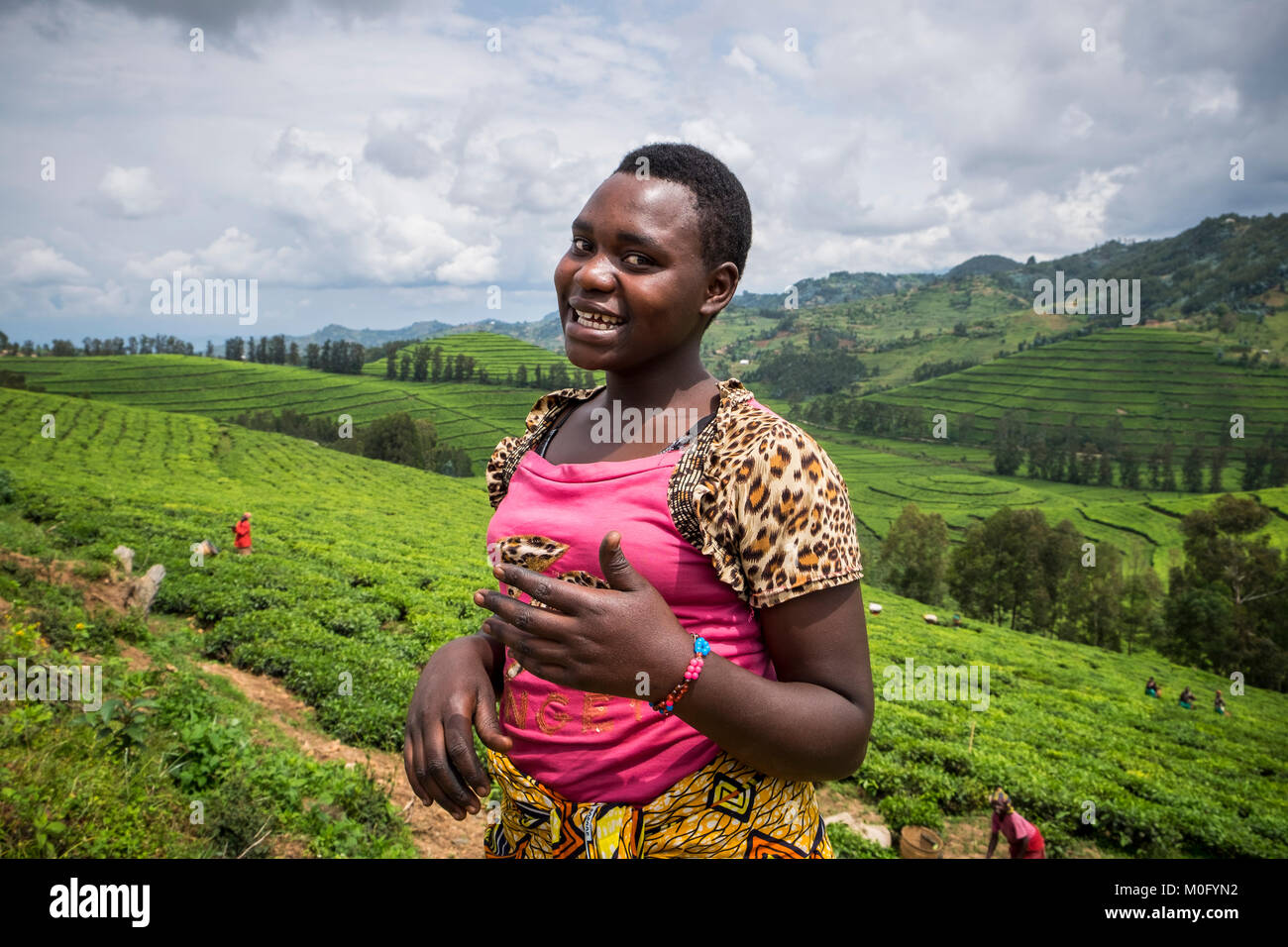 Rwanda, surrounding of Kibuye, tea coultivation, workers Stock Photo
