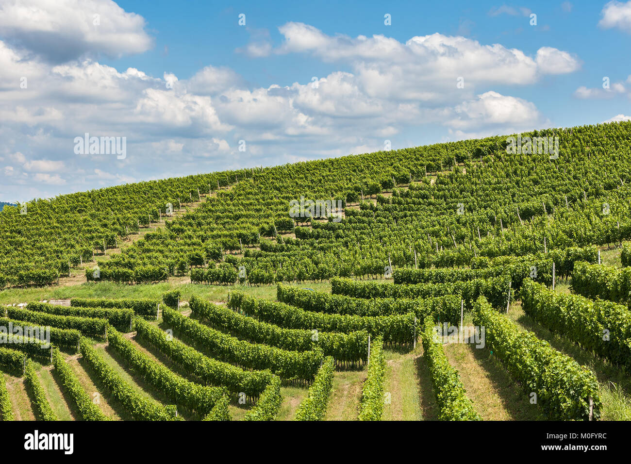 Green vineyards on the hills of Piedmont, Northern Italy. Stock Photo