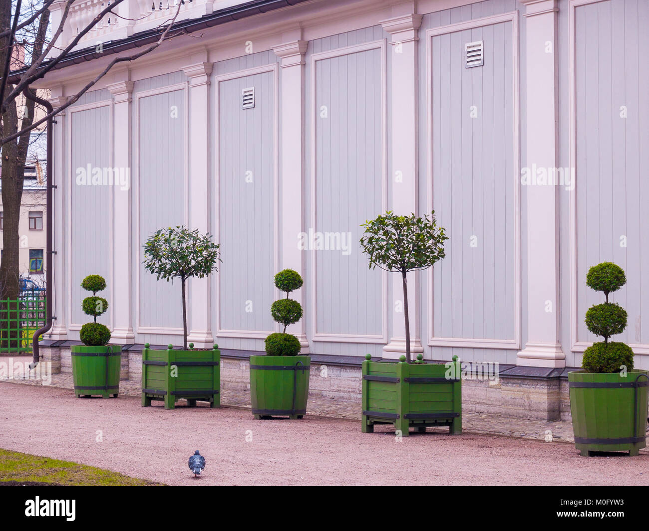 Dwarf trees in green tubs cut different shapes stand near the winter greenhouse building in early spring in April in the park Summer Garden in St. Pet Stock Photo