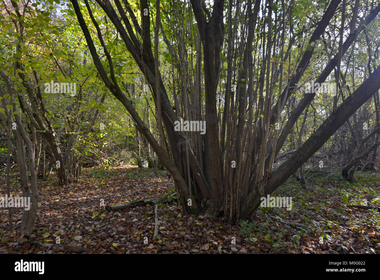 Hazel woodland hires stock photography and images Alamy