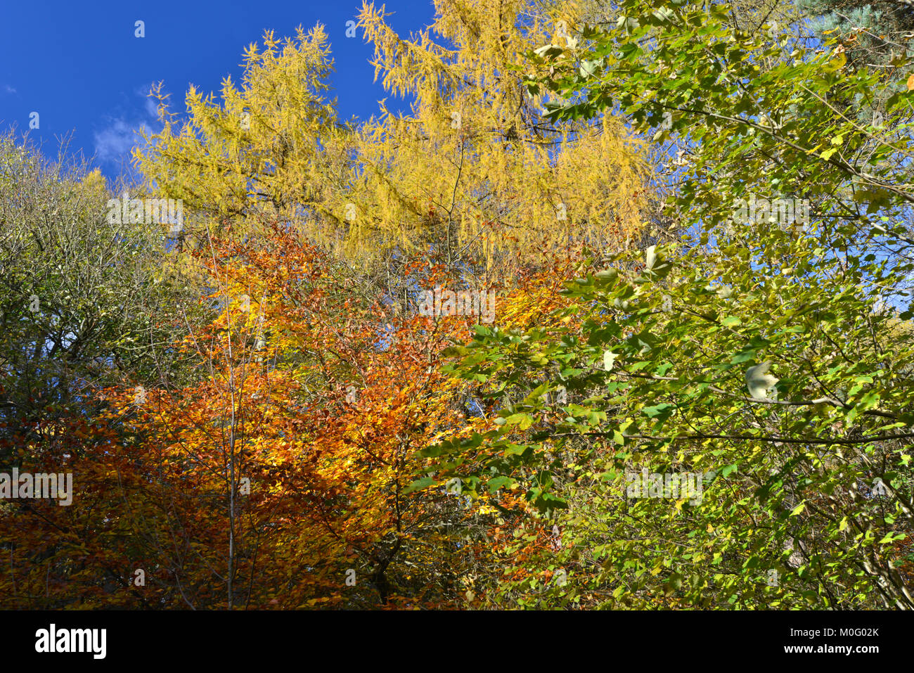 Mixed woodland autumn colour, Stoke Wood, Oxfordshire. Stock Photo