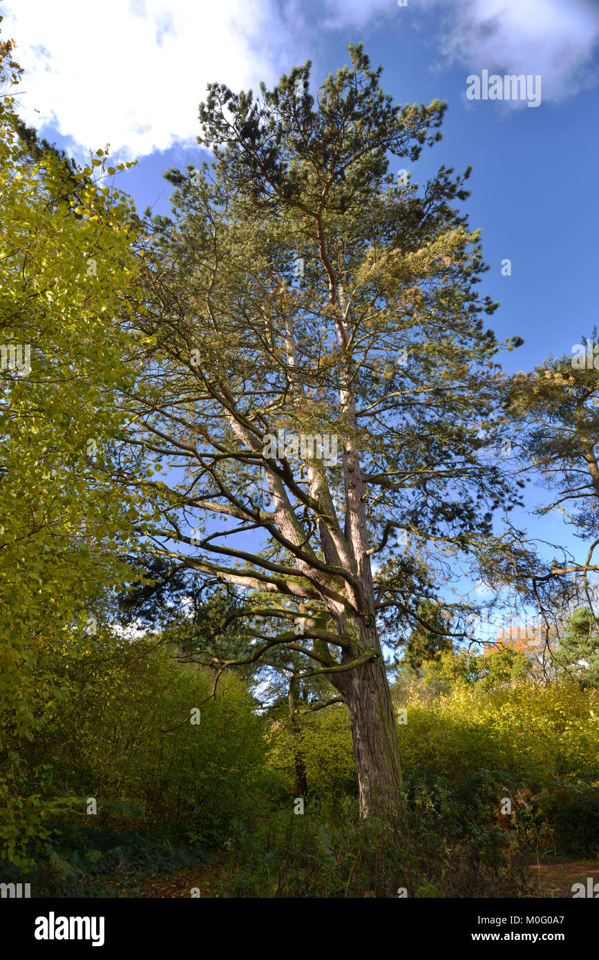 Mature Corsican Pine Pinus nigra ssp. maritima , Stoke Wood, Oxfordshire. Stock Photo