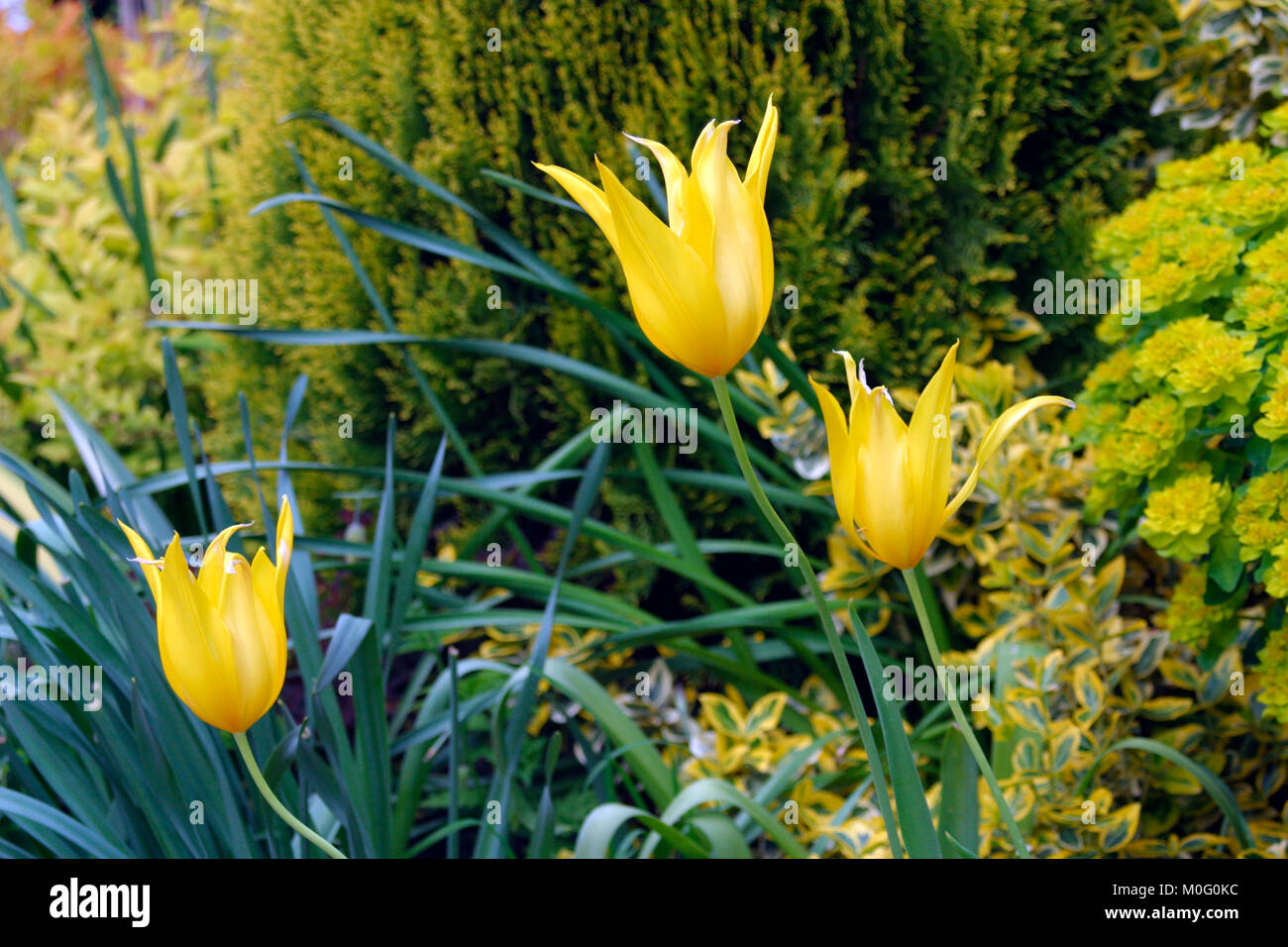 Yellow tulips in a yellow theme garden border background Stock Photo