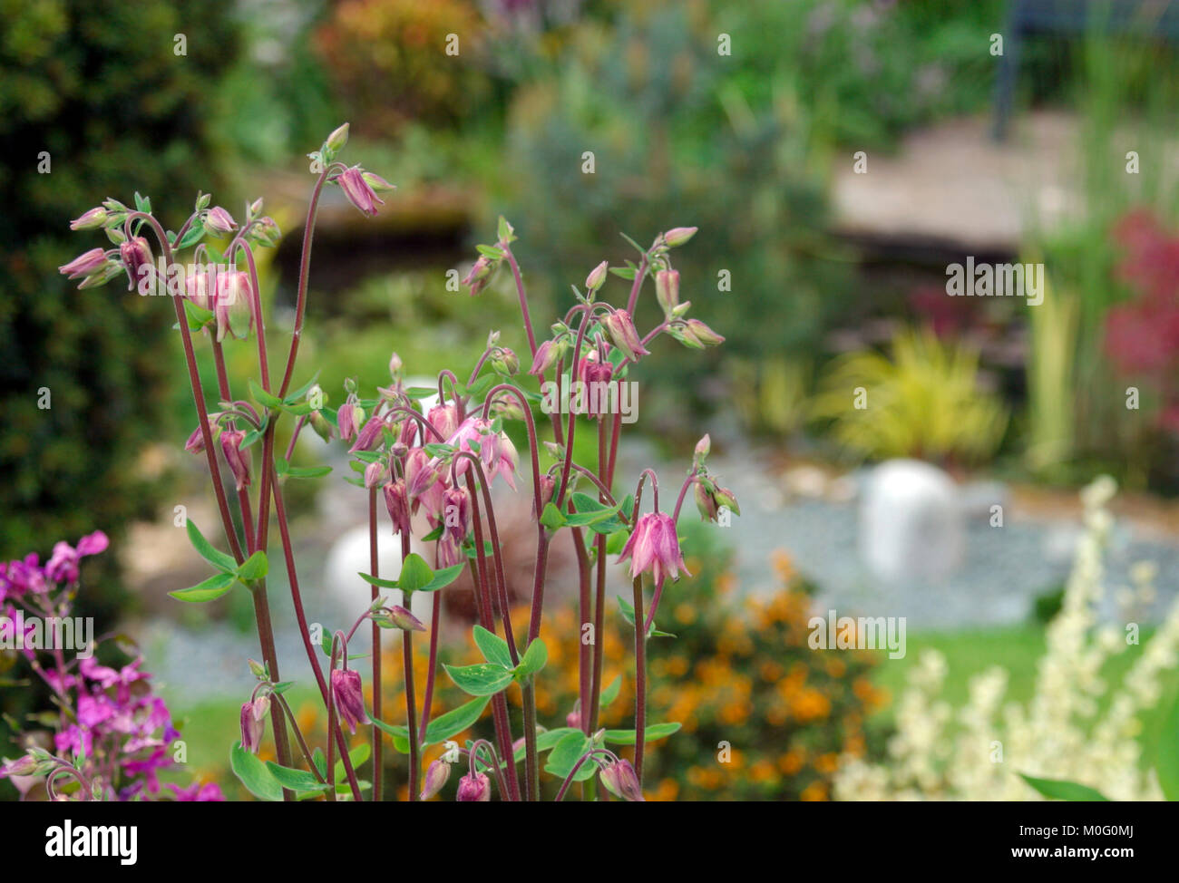 Mauve aquilegia with a garden out of focus behind Stock Photo