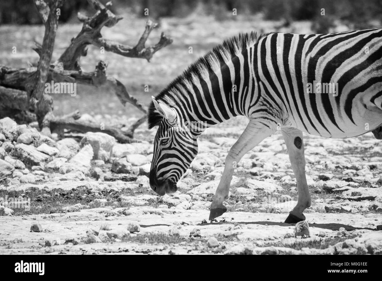 Monochrome photo of a wild Burchell's Zebra (Equus quagga) in profile ...