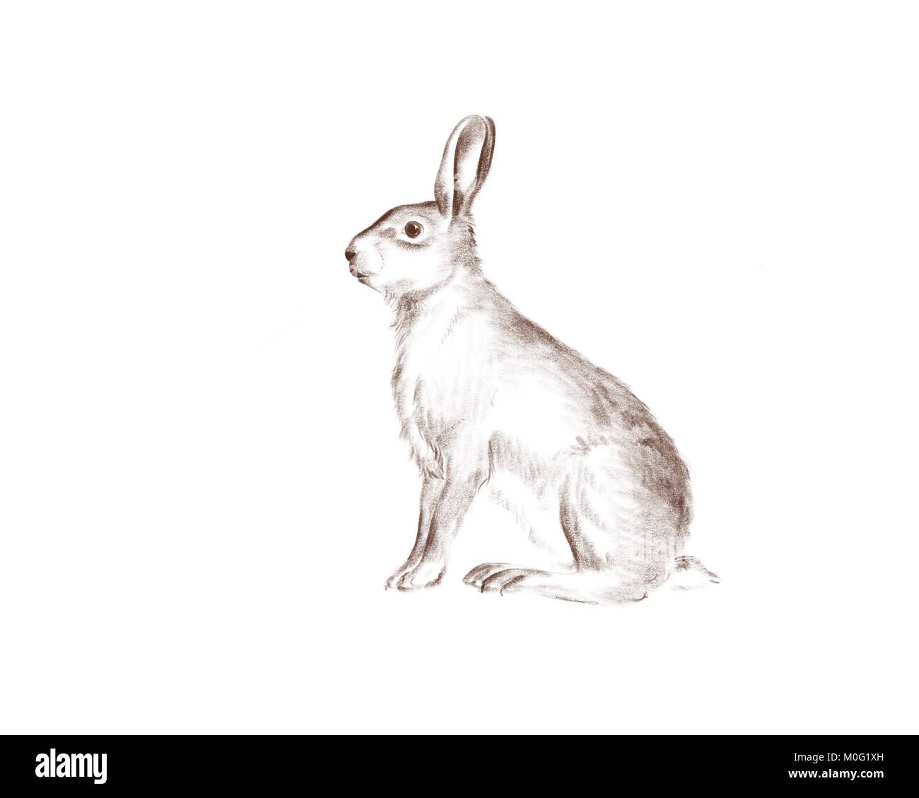 drawing of a hare, rabbit illustration for easter cards Stock Photo - Alamy