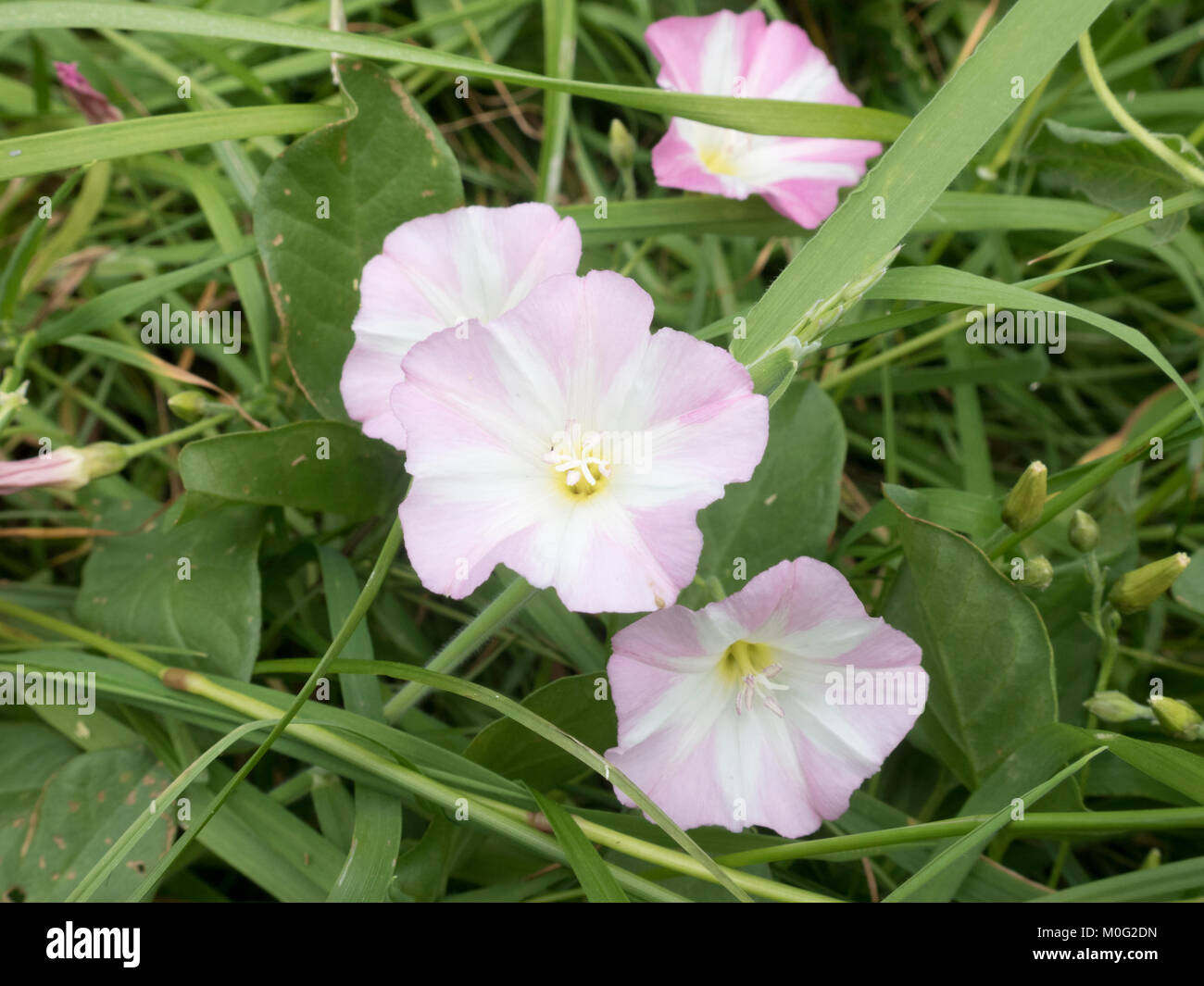 Field Bindweed ( Convolvulus arvensis ) in Flower During Summer, UK